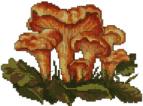 Chanterelle