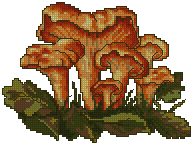 Chanterelle