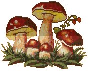 Boletus