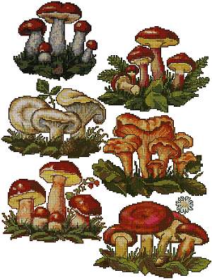 Jumbo Mushroom Set
