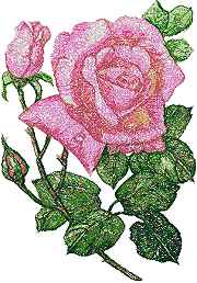 Pink Rose