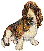 Basset Hound