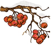 Rowan Berries