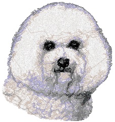 Bichon Frise