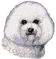 Bichon Frise