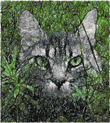 Cat in Grass