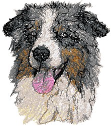 Australian Shepherd