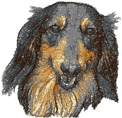 Dachshund Longhaired