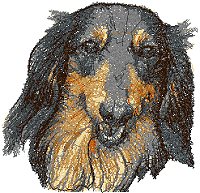 Dachshund Longhaired