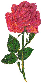 Magenta Rose