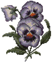 Pansies