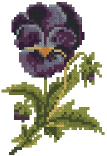 Pansy