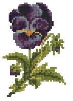 Pansy