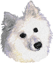 American Eskimo Dog