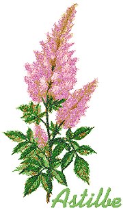 Garden Flower Series: Astilbe