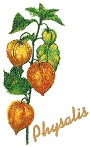 Garden Flower Series: Physalis