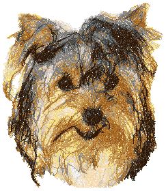 Yorkshire Terrier III