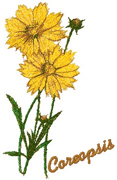 Garden Flower Series: Coreopsis