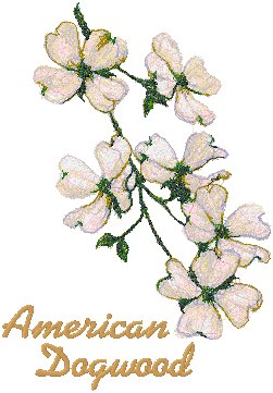 Trees in Blossom Series: American Dogwood