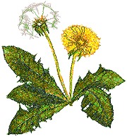 Dandelion