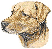 Chesapeake Bay Retriever