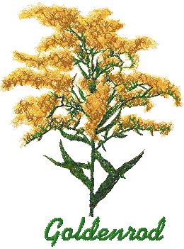 Wild Flower Series: Goldenrod