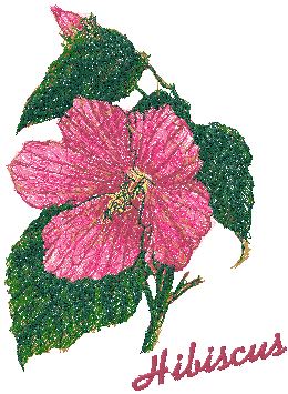 Trees in Blossom Series: Hibiscus