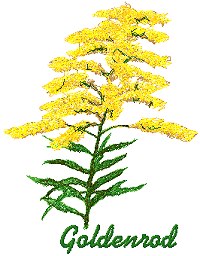 Wild Flower Series: Goldenrod