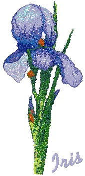 Garden Flower Series: Iris