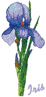 Garden Flower Series: Iris