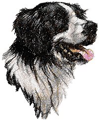 Border Collie (Scottish Sheepdog)