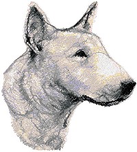 Bull Terrier