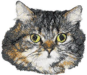 Tabby Persian Cat