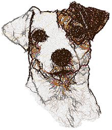 Jack Russell Terrier (Parson Russell Terrier)