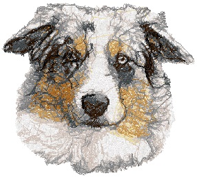 Australian Shepherd