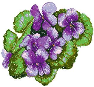 Violets