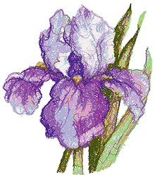 Iris