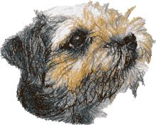 Border Terrier