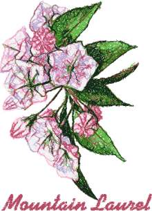 Trees in Blossom Series: Mountain Laurel