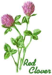 Wild Flowers Series: Red Clover