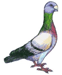 Rock Pigeon