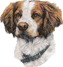 Brittany Spaniel