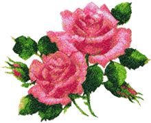 Lancaster Roses