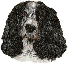 American Cocker Spaniel