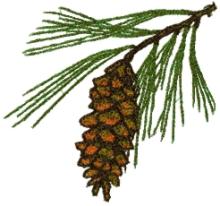 White Pine Cone