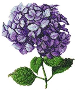 Hydrangea