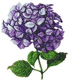 Hydrangea