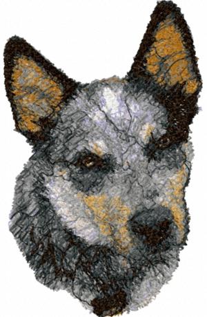 Australian Cattle Dog