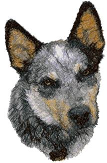 Australian Cattle Dog