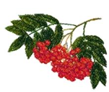 Mountain Ash Berries